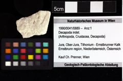 Foto (Objket + Etiketten) von Decapoda indet. 